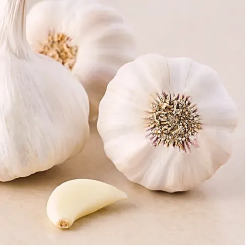 Garlic